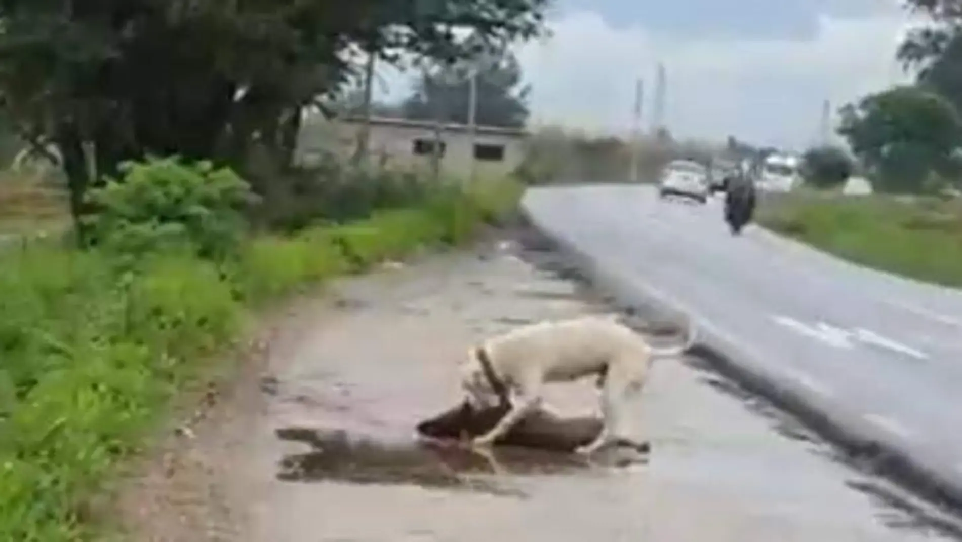 Perrito es atropellado y su mejor amigo trata de revivirlo